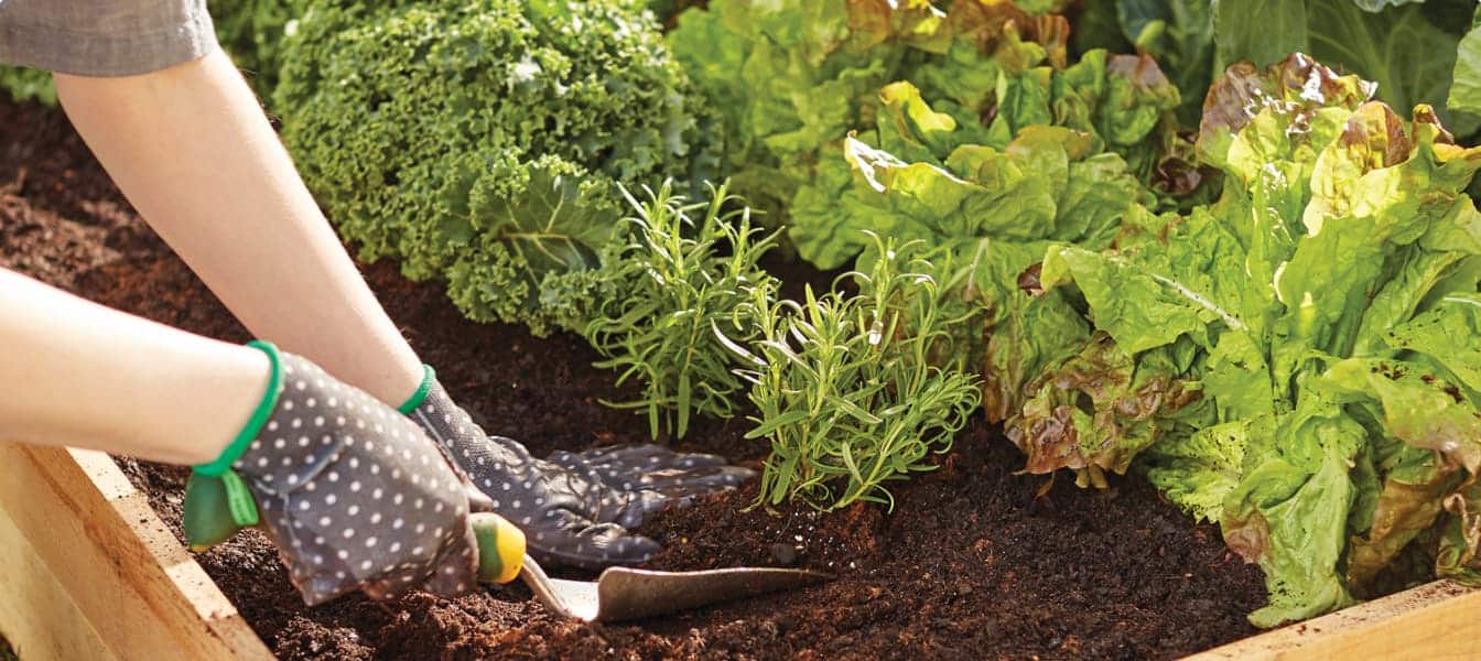 Home depot vegetable plants cheap